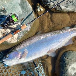 今シーズンラスト釣行 ～天竜川ルアーフライ専用区～